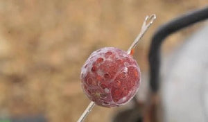 Protezione per esche appese