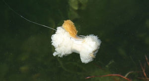 Zig & fixation de pain